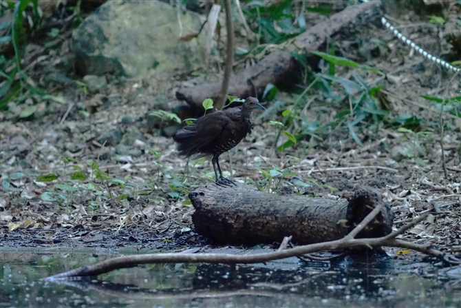 IINCi,Slaty-legged Crake